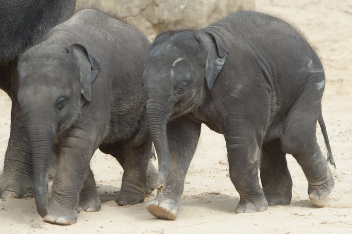 Elefantenkinder unterwegs