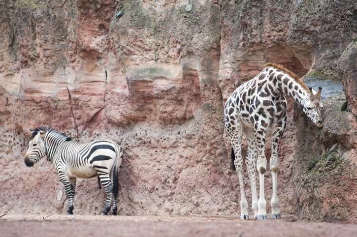 Zebra und Griaffe